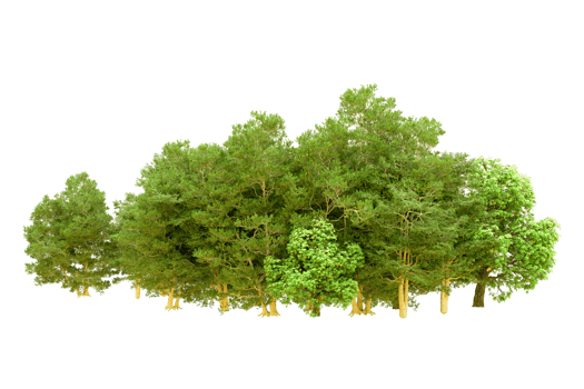 Green forest isolated on background. 3d rendering - illustration png