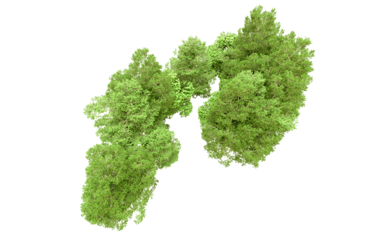 Green forest isolated on background. 3d rendering - illustration png