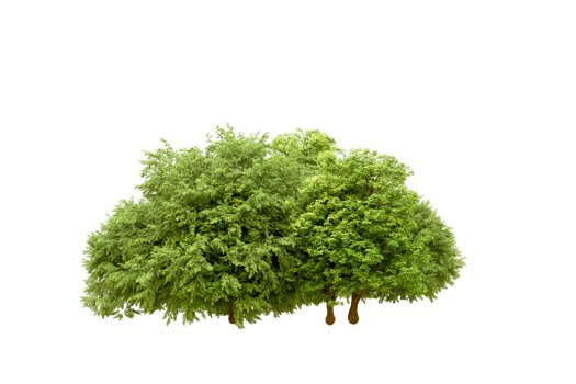 Green forest isolated on background. 3d rendering - illustration png