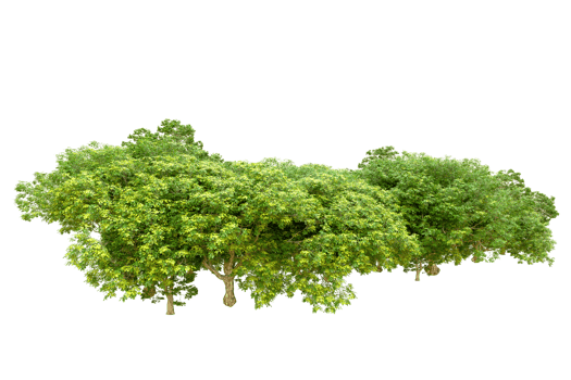 Green forest isolated on background. 3d rendering - illustration png