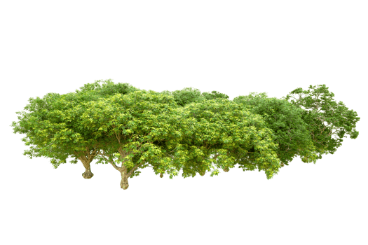 Green forest isolated on background. 3d rendering - illustration png