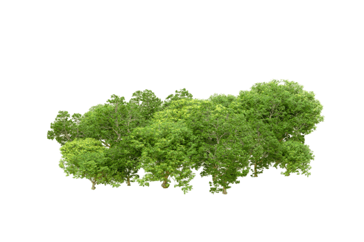 Green forest isolated on background. 3d rendering - illustration png