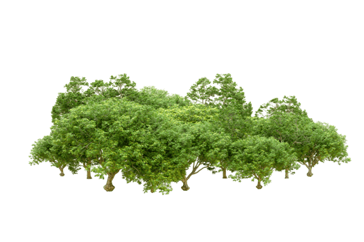 Green forest isolated on background. 3d rendering - illustration png