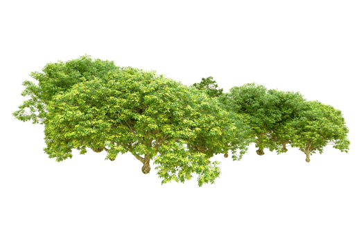 Green forest isolated on background. 3d rendering - illustration png