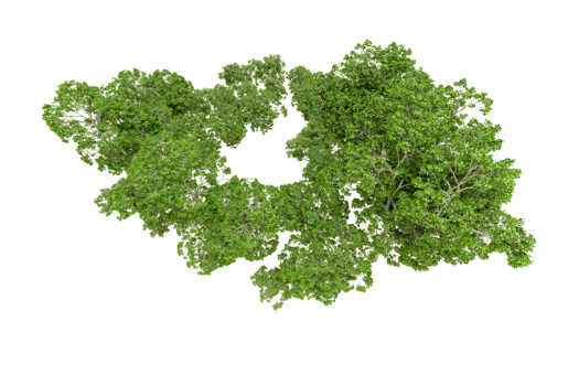 Green forest isolated on background. 3d rendering - illustration png