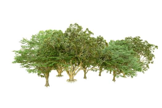 Green forest isolated on background. 3d rendering - illustration png