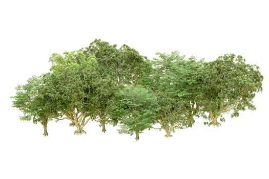 Green forest isolated on background. 3d rendering - illustration png