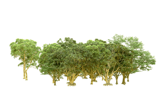 Green forest isolated on background. 3d rendering - illustration png