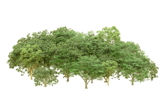 Green forest isolated on background. 3d rendering - illustration png