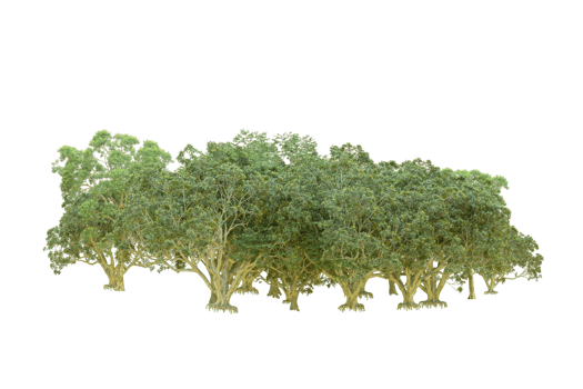 Green forest isolated on background. 3d rendering - illustration png