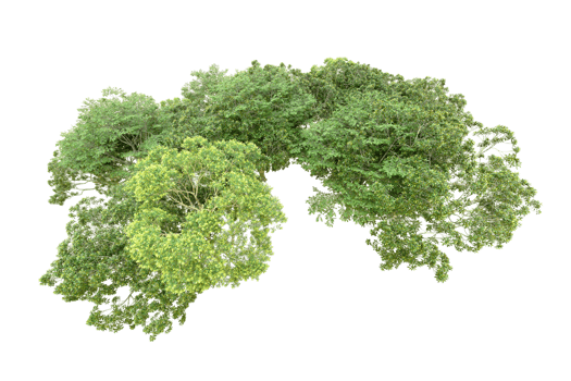 Green forest isolated on background. 3d rendering - illustration png