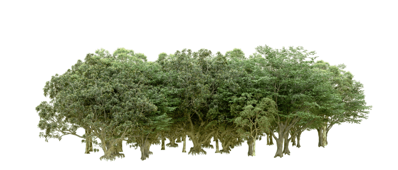 Green forest isolated on background. 3d rendering - illustration png