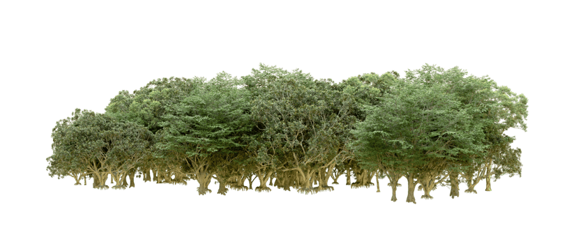 Green forest isolated on background. 3d rendering - illustration png
