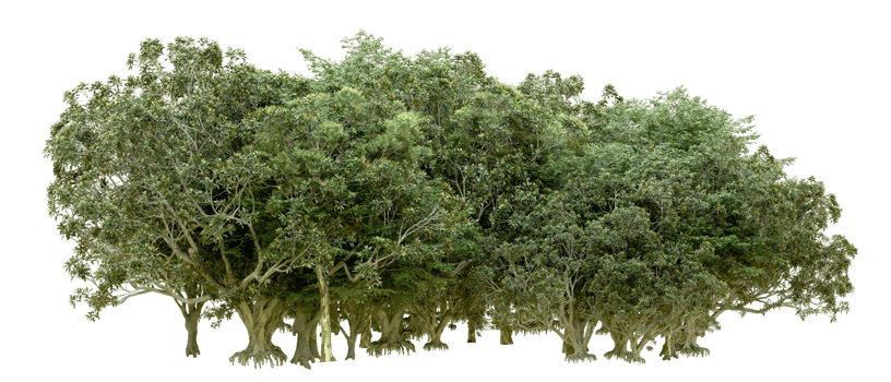 Green forest isolated on background. 3d rendering - illustration png