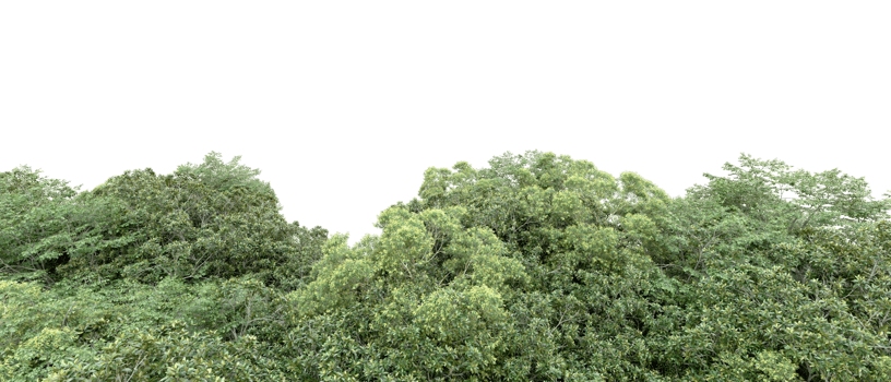 Green forest isolated on background. 3d rendering - illustration png