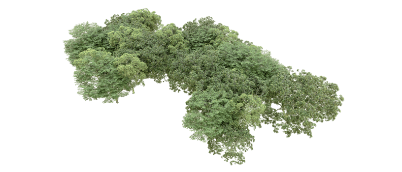 Green forest isolated on background. 3d rendering - illustration png