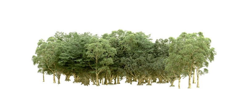 Green forest isolated on background. 3d rendering - illustration png