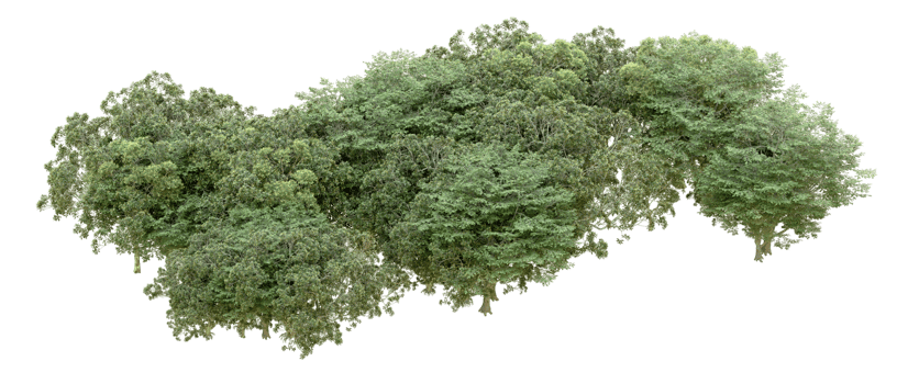 Green forest isolated on background. 3d rendering - illustration png