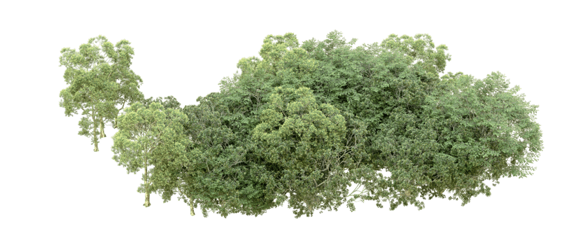Green forest isolated on background. 3d rendering - illustration png