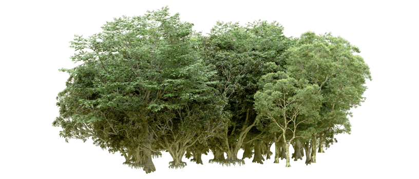 Green forest isolated on background. 3d rendering - illustration png