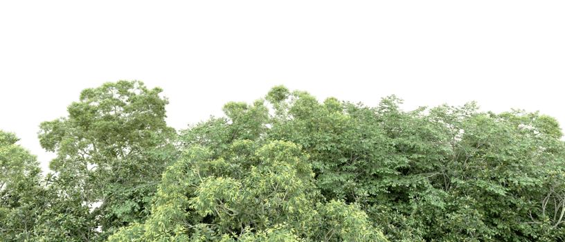 Green forest isolated on background. 3d rendering - illustration png