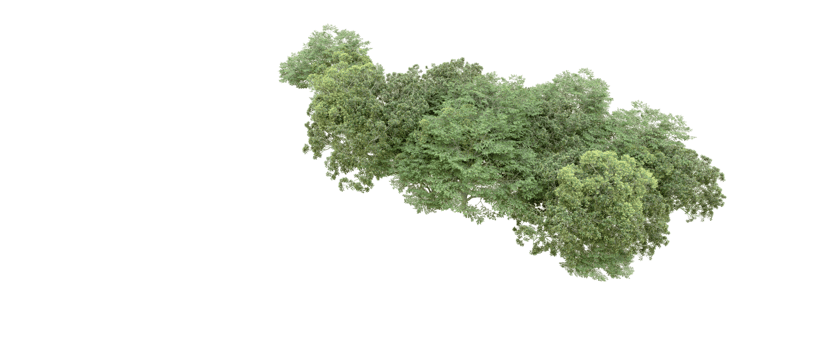 Green forest isolated on background. 3d rendering - illustration png
