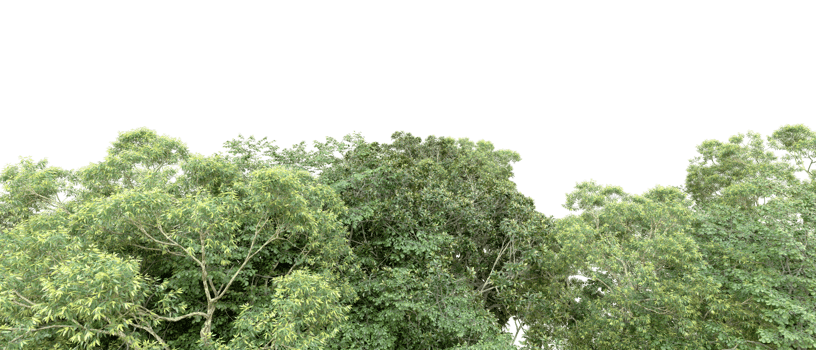 Green forest isolated on background. 3d rendering - illustration png
