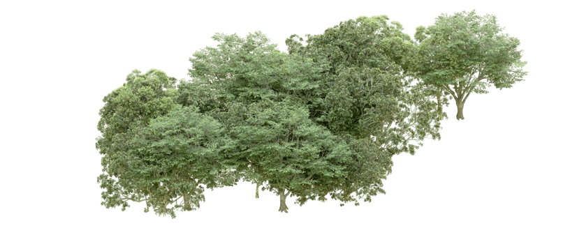 Green forest isolated on background. 3d rendering - illustration png