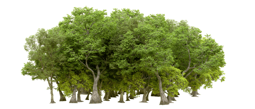 Green forest isolated on background. 3d rendering - illustration png