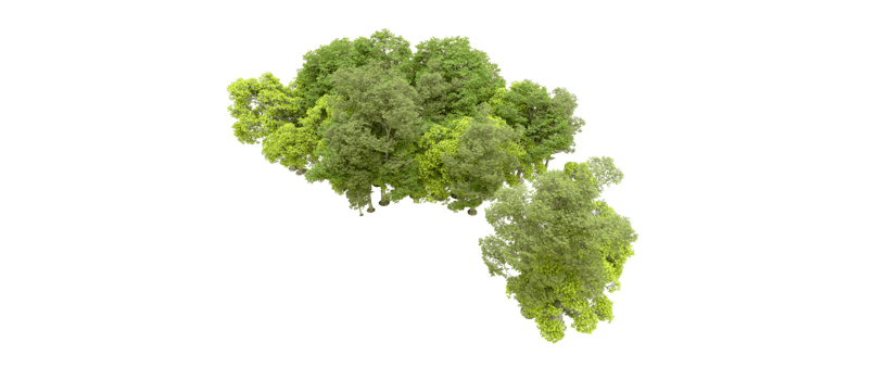 Green forest isolated on background. 3d rendering - illustration png