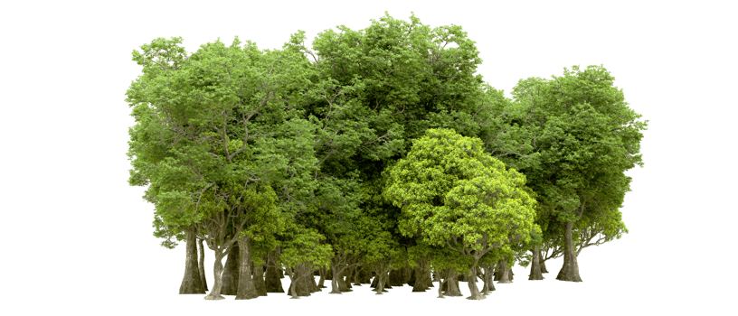 Green forest isolated on background. 3d rendering - illustration png