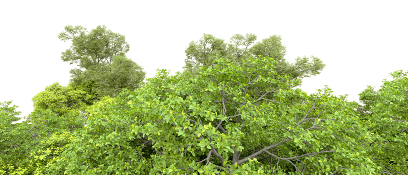Green forest isolated on background. 3d rendering - illustration png