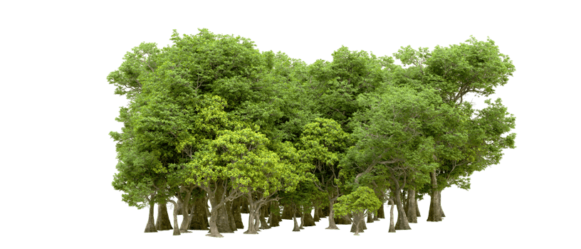 Green forest isolated on background. 3d rendering - illustration png