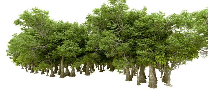 Green forest isolated on background. 3d rendering - illustration png