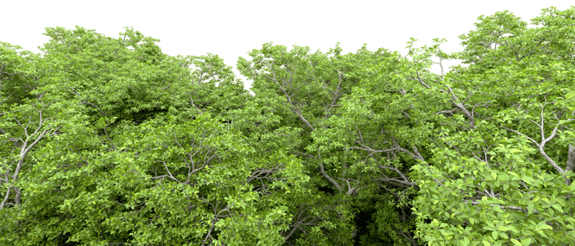Green forest isolated on background. 3d rendering - illustration png