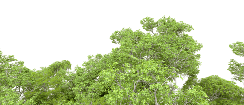 Green forest isolated on background. 3d rendering - illustration png