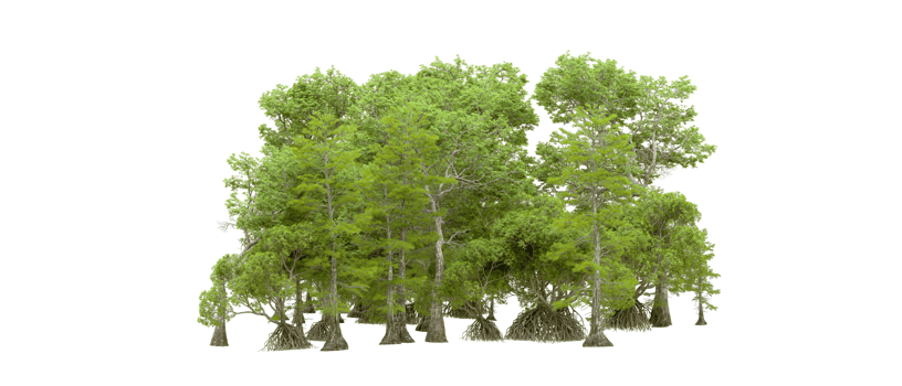 Green forest isolated on background. 3d rendering - illustration png