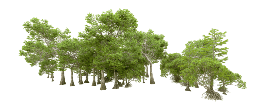 Green forest isolated on background. 3d rendering - illustration png