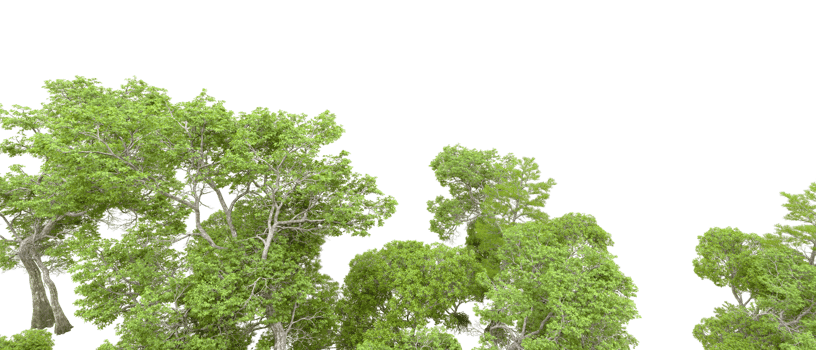 Green forest isolated on background. 3d rendering - illustration png