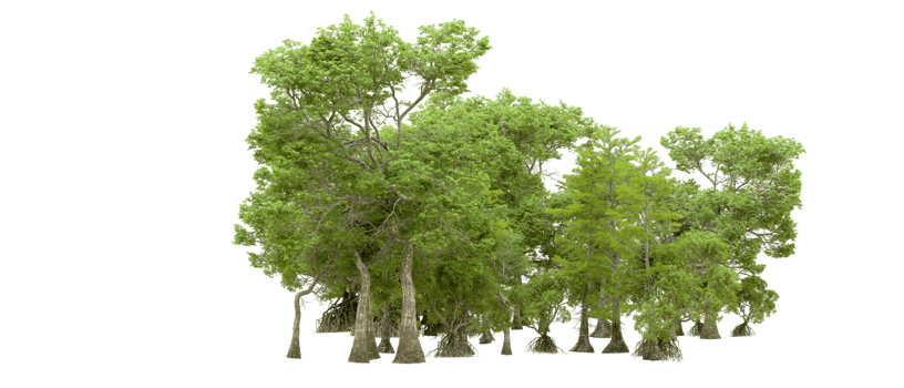 Green forest isolated on background. 3d rendering - illustration png