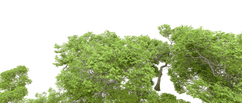 Green forest isolated on background. 3d rendering - illustration png