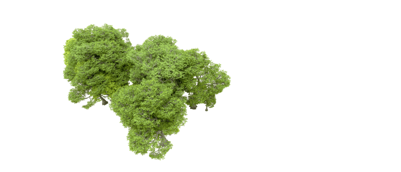 Green forest isolated on background. 3d rendering - illustration png
