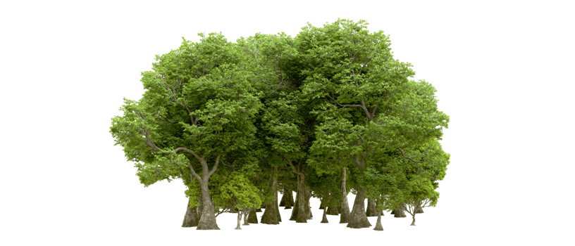 Green forest isolated on background. 3d rendering - illustration png