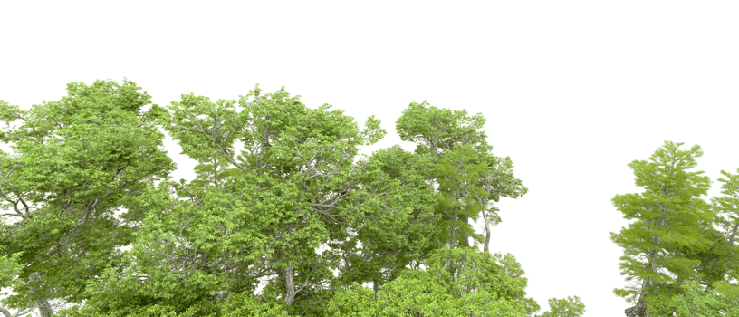 Green forest isolated on background. 3d rendering - illustration png