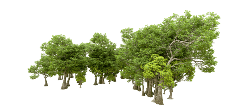 Green forest isolated on background. 3d rendering - illustration png