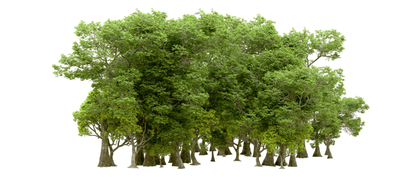 Green forest isolated on background. 3d rendering - illustration png