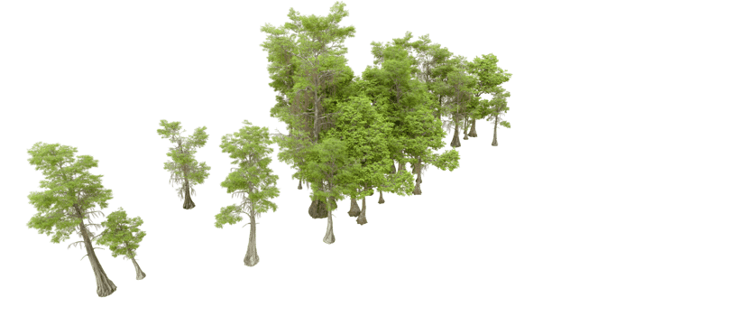 Green forest isolated on background. 3d rendering - illustration png