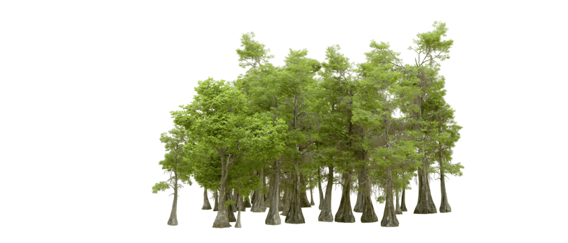 Green forest isolated on background. 3d rendering - illustration png