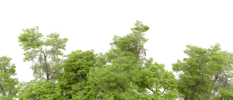 Green forest isolated on background. 3d rendering - illustration png