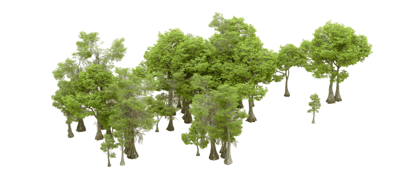 Green forest isolated on background. 3d rendering - illustration png
